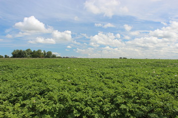 Fototapeta na wymiar Beautiful wide view over a Dutch green potato field in the summer on a beautiful day with a beautiful blue sky.