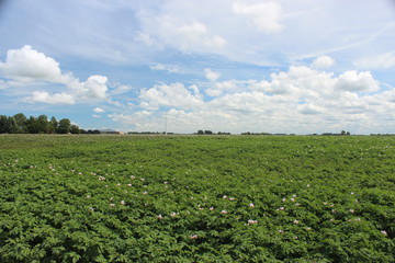 Fototapeta na wymiar Beautiful wide view over a Dutch green potato field in the summer on a beautiful day with a beautiful blue sky.