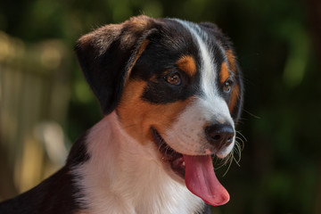 süßer Appenzeller Sennenhund Welpe