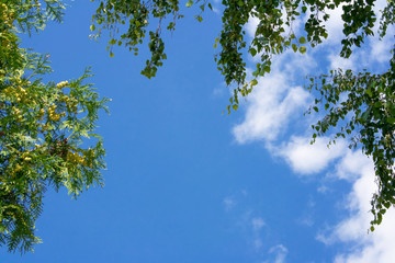 green leaves, Full frame blue frame blue sky