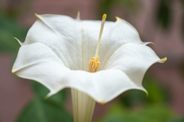 White Datura flower (Thorn apple) .