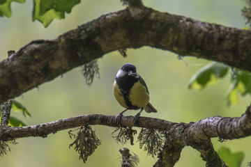 Great Tit (Latin name Parus major) on a tree branch