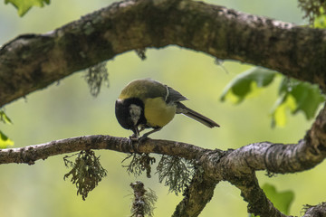 Great Tit (Latin name Parus major) on a tree branch