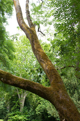 Fototapeta premium Tree branches covered with moss