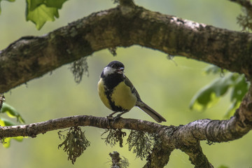 Great Tit (Latin name Parus major) on a tree branch