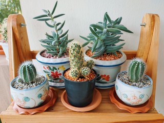 Beautiful potted cactus house plant colorful collection. 