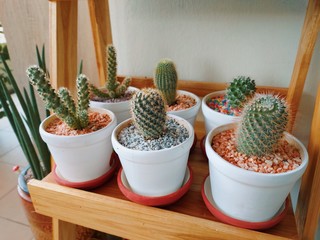 Beautiful potted cactus house plant colorful collection. 