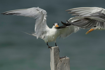 Greater Crested Tern fighting to perch  for at Busaiteen coast, Bahrain