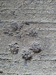 A Strange Convex Animal Footprint Found On The Cement Street. 