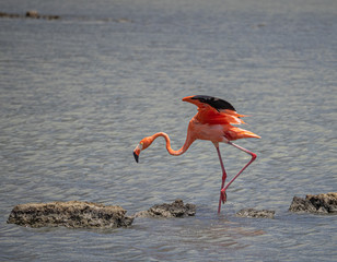 Views around the Caribbean island of Curacao 