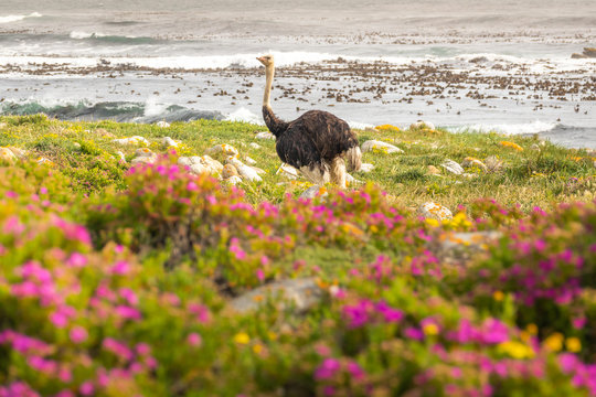 Ostrich walk for living on field at seaside : Cape of good hope , South africa