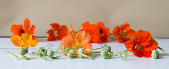 Flowers and fresh green seeds of nasturtium on white wooden background.