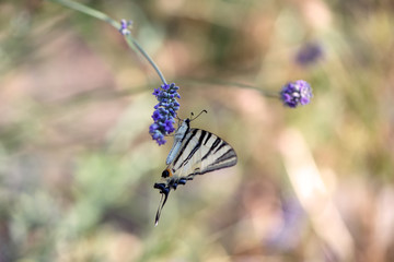 Beautiful butterfly Iphiclides Podalirius collects nectar on a sprig of lavender on a summer day