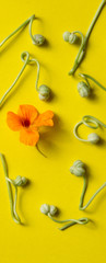 Fresh seeds and vine of nasturtium on yellow background. Top view.