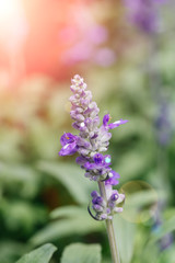 Blue flowers blue sage blooming outdoors.Salvia farinacea Benth