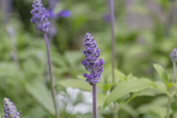 Blue flowers blue sage blooming outdoors.Salvia farinacea Benth