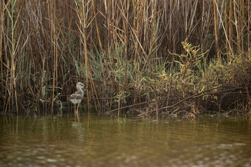 Black-winged Stilt chick in its habitat at Asker Marsh , Bahrain