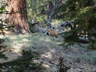 Views of Yosemite National Park 