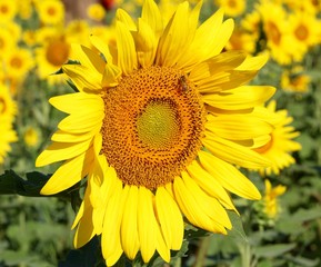 A close view of the bright yellow sunflower in the field.