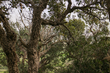 trees in the forest