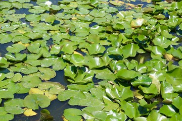 A close view of the green lily pads floating in the water.