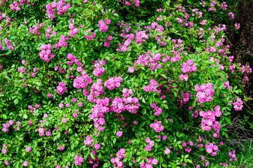 Obraz na płótnie Canvas Bush with many delicate vivid pink magenta rose in full bloom and green leaves in a garden in a sunny summer day, beautiful outdoor floral background photographed with soft focus.