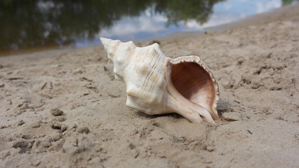 Beautiful sea shells