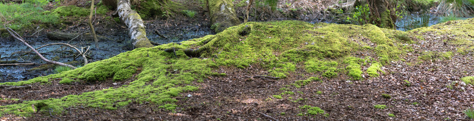 Mossy bank near a stagnant stream