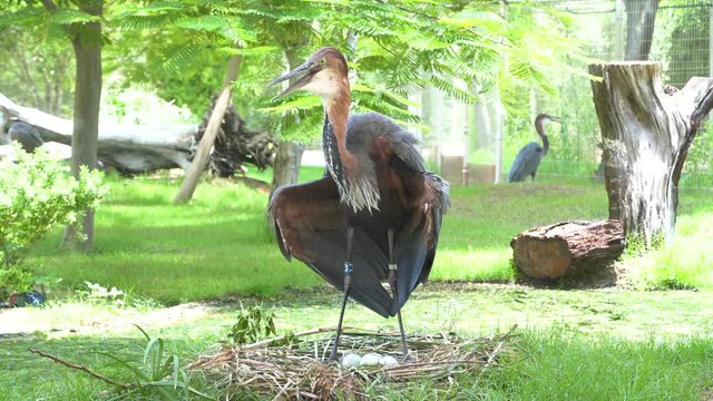 A Goliath heron (Ardea goliath), also known as the giant heron standing over eggs and nest
