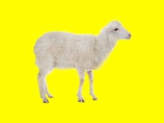 Obraz premium sheep and lamb
