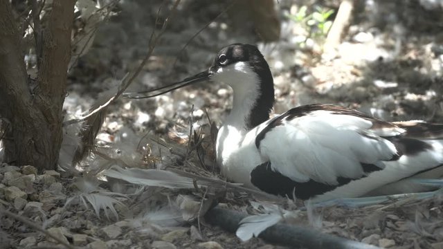 A pied avocet close up on nest (Recurvirostra avosetta) a large black and white wader in the avocet and stilt family