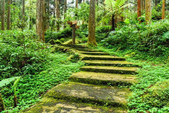 Stone stair footpath through the forest of Xitou Nature Education Area in Nantou, Taiwan.
