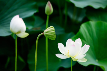 Panele Szklane  Delikatne żywe różowe i białe kwiaty lilii wodnej (Nymphaeaceae) w pełnym rozkwicie i zielone liście na powierzchni wody w letnim ogrodzie, piękny odkryty kwiatowy tło sfotografowany z nieostrością.
