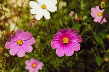 Flowers in the sun. field bright flowers in a green field. background for the design, summer.