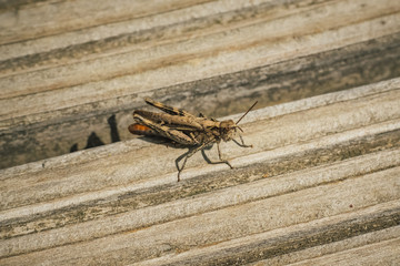 Heuschrecke sitzt auf dem Holzboden Makro