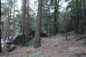 Views of Yosemite National Park 