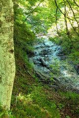 rapid in the woods, wildbad kreuth, bavaria,