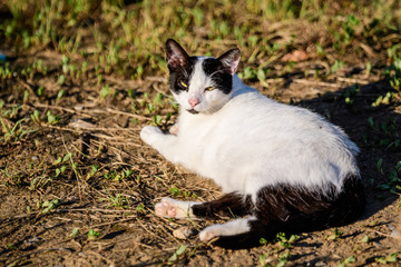 Naklejka na ściany i meble One white and grey stray cat on a garden alley with green blurred background in the background.