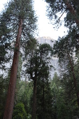 Views of Yosemite National Park 