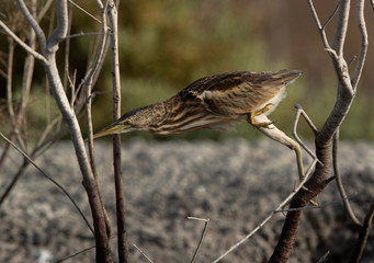 Little Bittern changing its positon on the twig at Asker marsh, Bahrain
