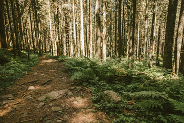 A tree in the middle of a forest