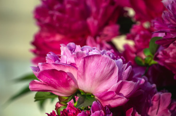 Blooming pink-crimson peony close-up against a background of blooming peonies.