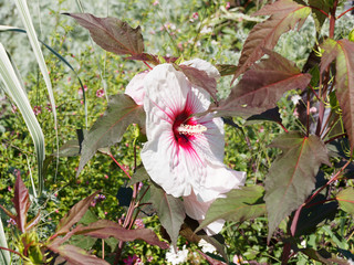 Hibiscus moscheutos 'carousel- Joli Coeur' ou hibiscus des marais, arbuste ornemental à grand...