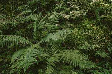 A group of palm trees