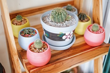 Beautiful potted cactus house plant colorful collection.