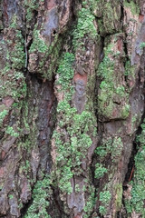 Abstract texture with pine bark overgrown with lichen