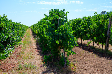 Rows with grape plants on vineyards in Castelli Romani, Lazio, Italy