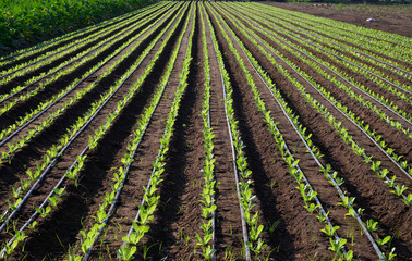 Fototapeta na wymiar Irrigation system on lettuce green salad fields in hot climate, Lazio, Italy
