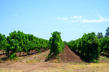 Naklejka premium Rows with grape plants on vineyards in Castelli Romani, Lazio, Italy