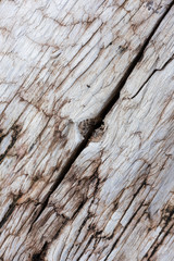 Abstract texture with old tree smoothed by water